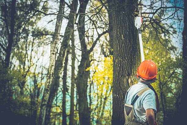 Poynette, WI Tree Care Company