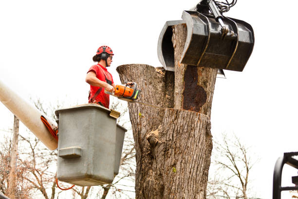 How Our Tree Care Process Works  in  Poynette, WI